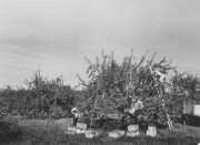Apple Harvest in Parsonsfield, George French Collection, Maine State Archives