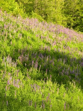 A Riot of Lupine in Avon (2005)