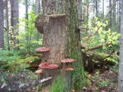 On the Trail: Shelf Fungus