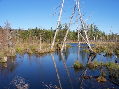 Bog on North Branch of Carrying Place Stream (2007)