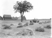 Haying in Western Maine (George French Collection, Maine State Archives)