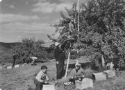 Apple Harvest in Porter (c. 1950)
