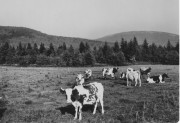 Pasture and Rolling Hills (c. 1940)