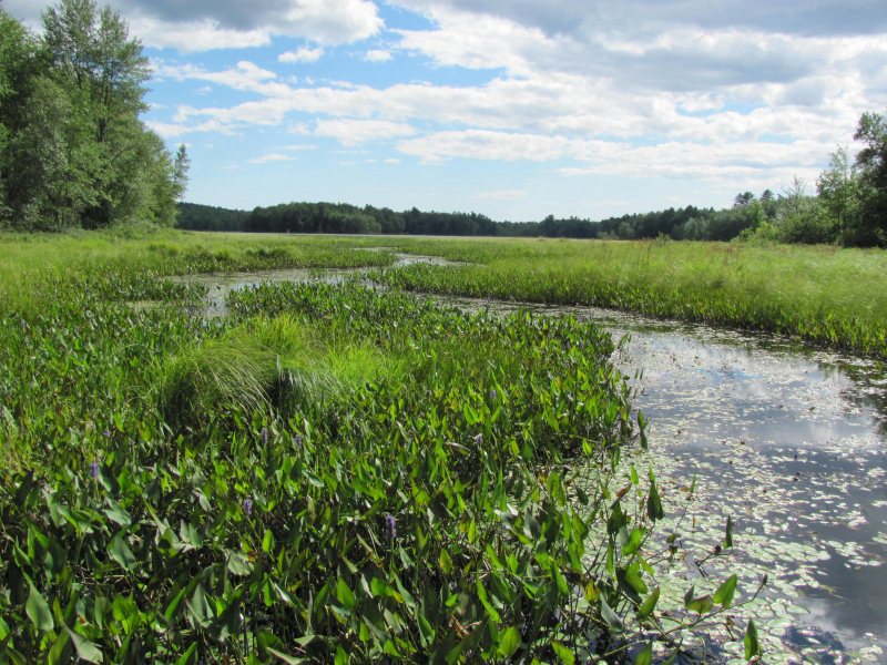 The waterway broadens from the bog to the open water (2010)