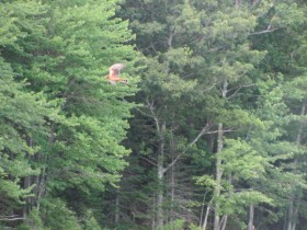 Probably a red-shouldered hawk in flight at the shore of Dresden Bog (2010)