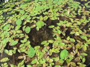 Lily pads and other surface vegetation on Dresden Bog (2010)