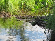 The smaller of two Beaver Dams on the access stream in Dresden Bog (2010)
