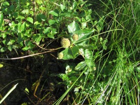 Vegetation along the access stream (2010)