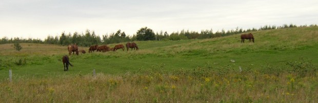 Horses Grazing in Pasture on the West Ridge Road in Easton (2003)