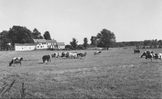Dairy Herd in Hollis (1950's), George French Collection, Maine State Archives