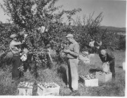 Harvesting Apples (George French Collection, Maine State Archives)