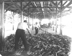 Processing the Corn Harvest, Fryeburg (1950's)