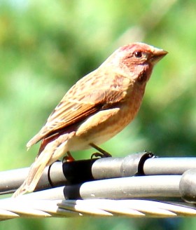 Male House Finch (2007)