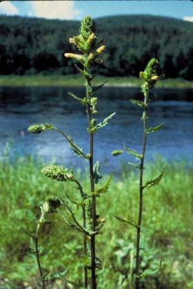 Furbish Lousewort