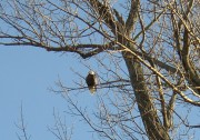 Bald Eagle Surveying the Kennebec River (2005)