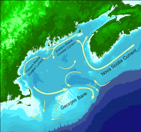 Gulf of Maine Currents