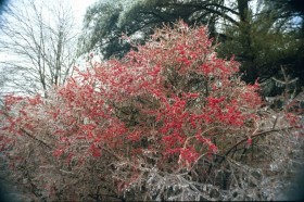 Ice Storm, 1998, in Harpswell