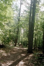Path in Lewiston's Thorncrag Sanctuary (2002)