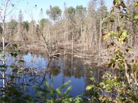 One of Three Small Ponds