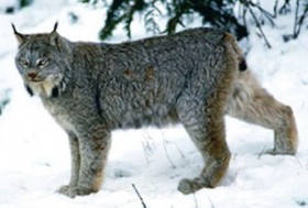 Canada Lynx (U.S. Fish and Wildlife Service)