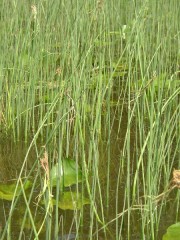 Reeds, Lilies in the Cathance River (2003)