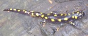 Spotted Salamander Hiking the Trail