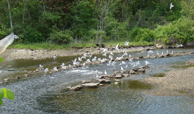 Seagulls Ready to Feast on Slow Moving Alewives (2008)