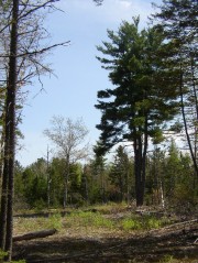 Forest Clearing in Otis (2004)