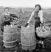 Potato Pickers (c. 1950)