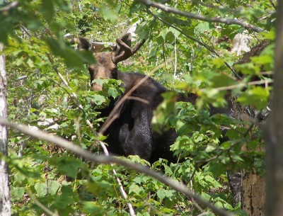 A hiker is greeted by a bull moose on the Carlo Col Trail leading to the AT. (2007)