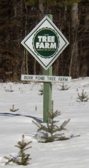 Tree Farm (2003)