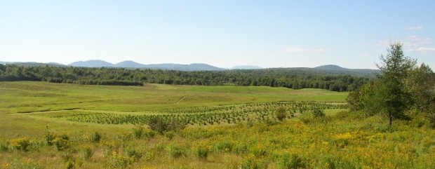 The New Vineyard Mountains from Route 43 (2003)