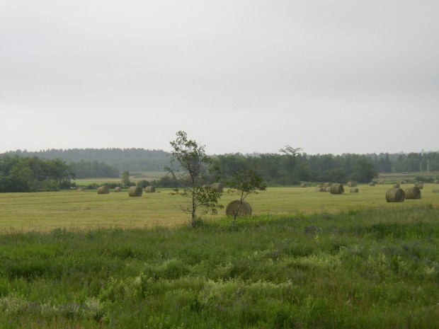 Rolled Hay in Vassalboro (2005)