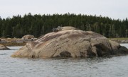 Seals Basking in the Basin (2006)