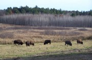 Bison at Walter Taggart Farm (2010)